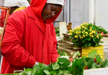 En grupp arbetare klädda i röda arbetsrockar och vita huvuddukar hanterar och sorterar färska blommor i en inomhusanläggning. I förgrunden fokuserar en kvinna med en röd huva på att arrangera gröna blad och rosenstjälkar. Runt henne syns hinkar med gula och rosa rosor, samt buntar med papper för förpackning. Miljön påminner om en blomsterodling.