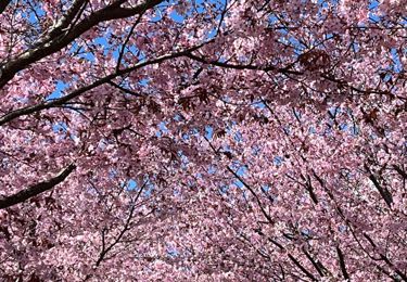 Körsbärsträden blommar